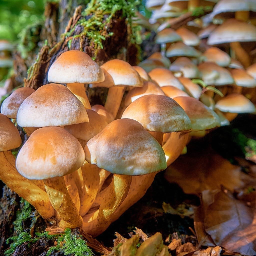 Много грибов опят в лесу на дереве