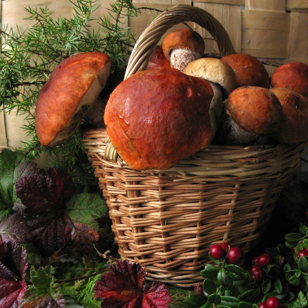 Корзина больших белых грибов