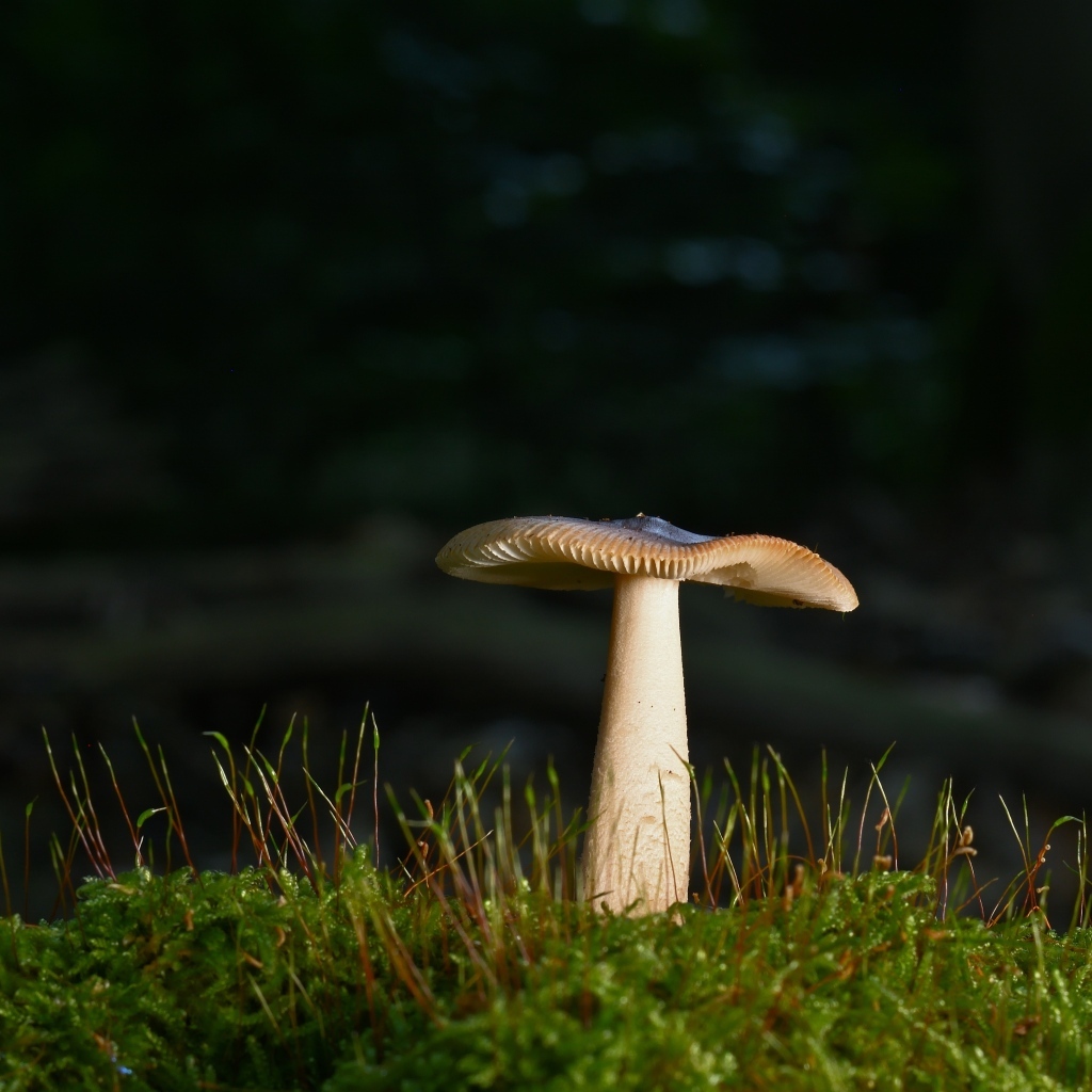 Лесной гриб растет на покрытой зеленым мхом земле