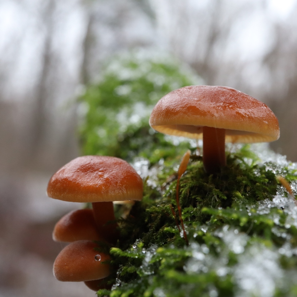 Лесные грибы на покрытом мхом дереве