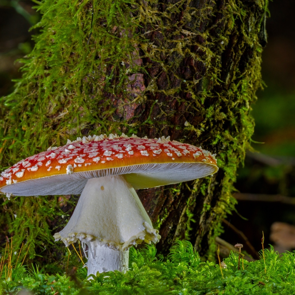 Большой мухомор у покрытого мхом дерева