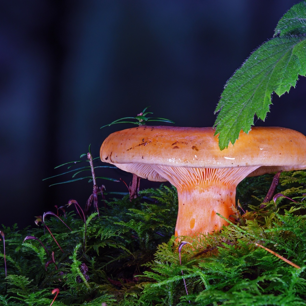 Большой молочный гриб в зарослях мха