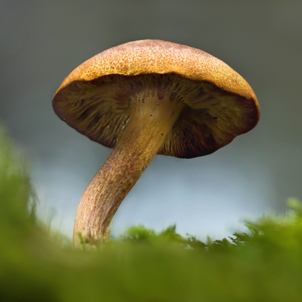 Большой гриб на покрытой зеленым мхом земле