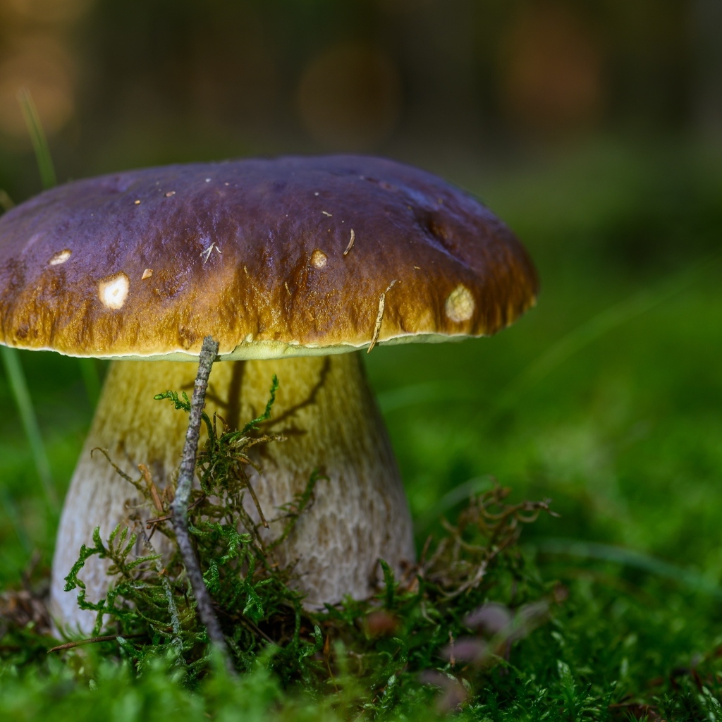 Большой белый гриб на зеленом мху в лесу