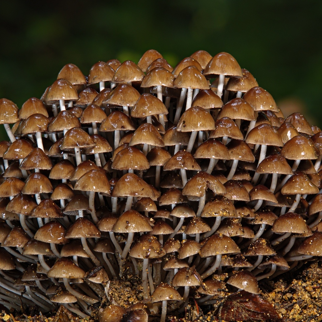 Много маленьких грибов крупным планом