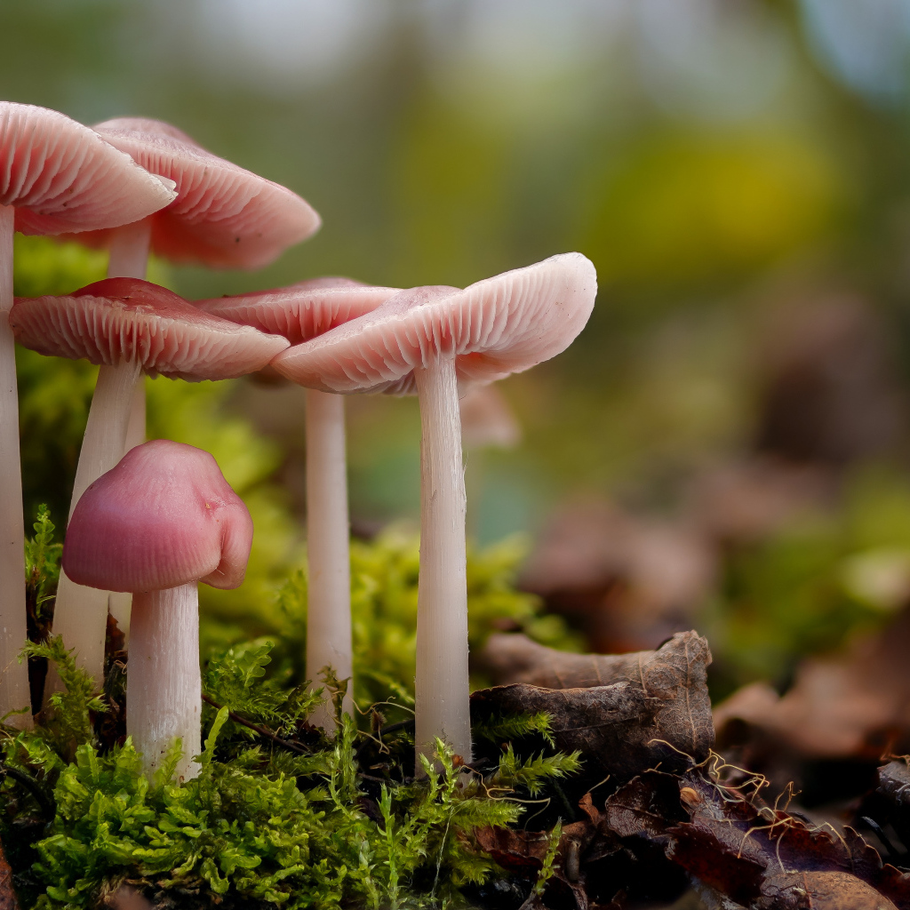 Гриб розовая мицена на покрытой мхом земле