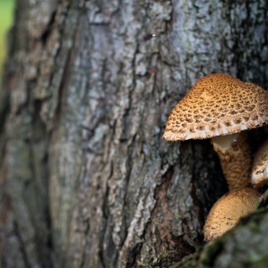 Грибы растут внутри дерева