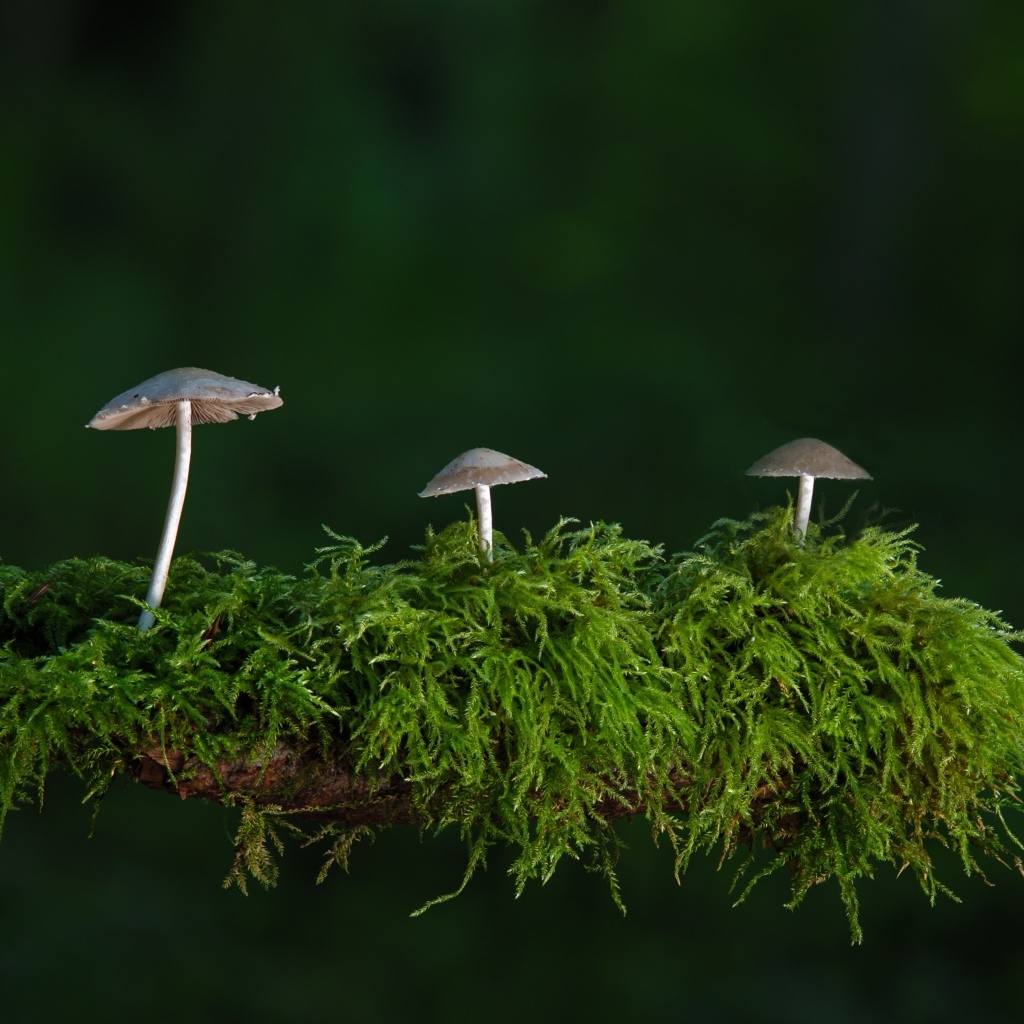 Грибы растут на покрытой мхом ветке