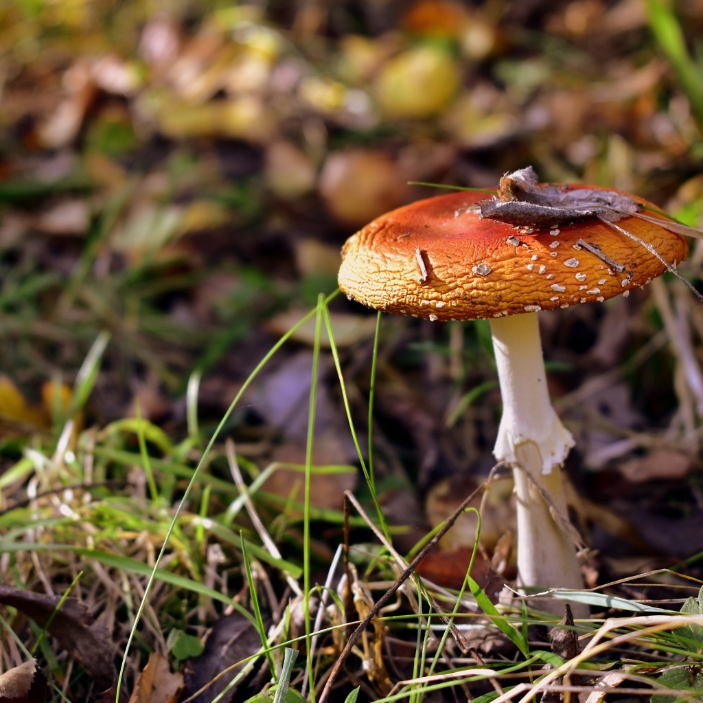 Красный мухомор растет в траве в лесу