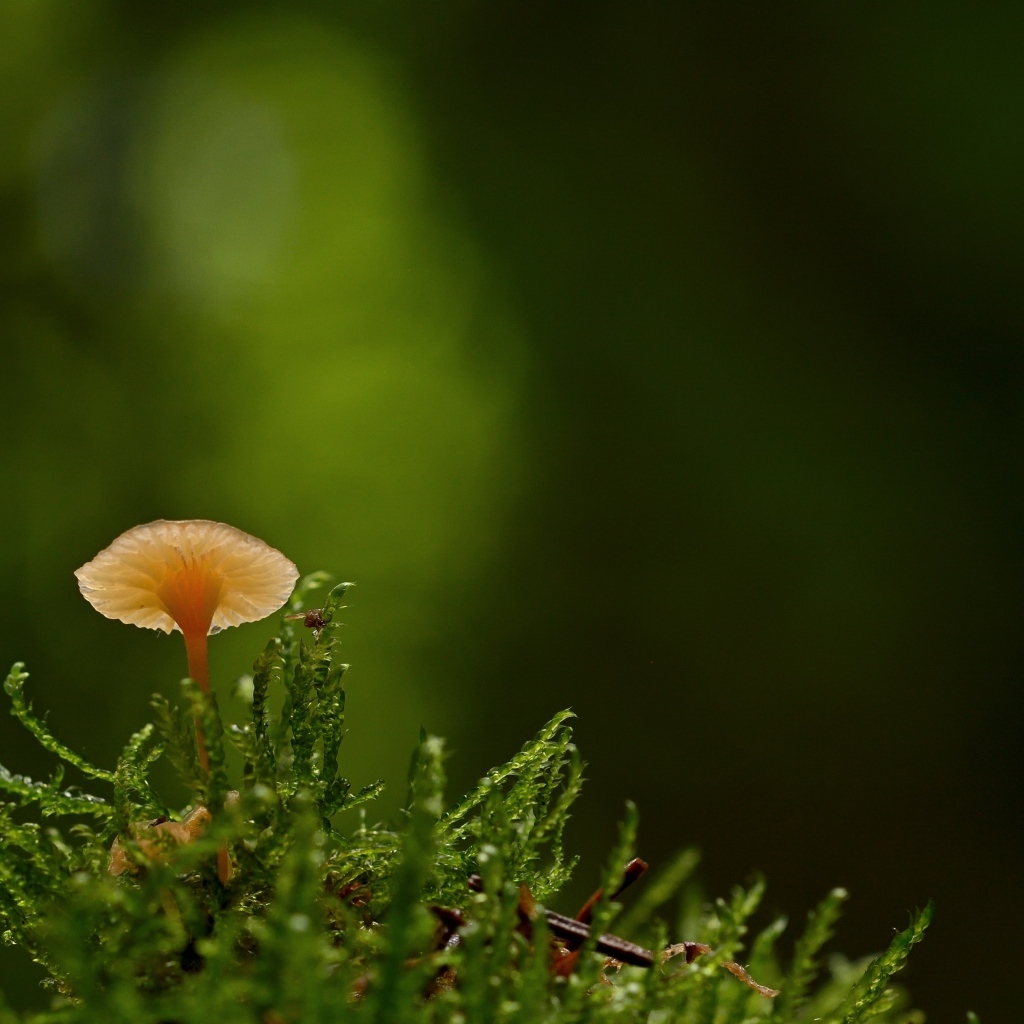 Маленький гриб поганка в зеленом мху