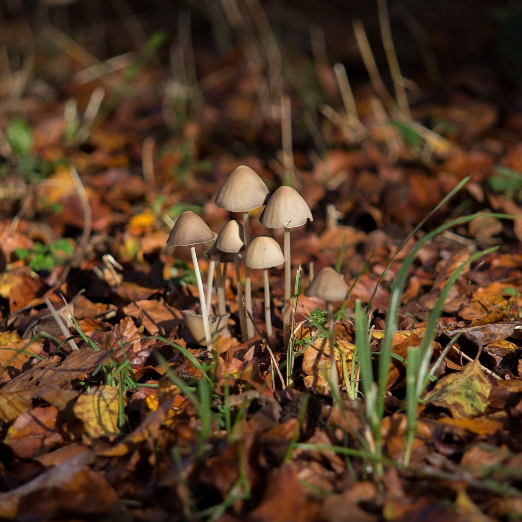Маленькие грибы поганки на покрытой листвой земле