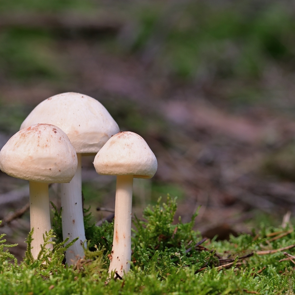 Три гриба белого цвета в зеленом мху