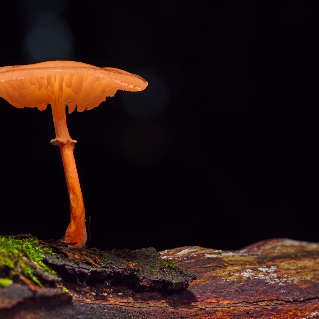 Гриб поганка растет на сухом дереве