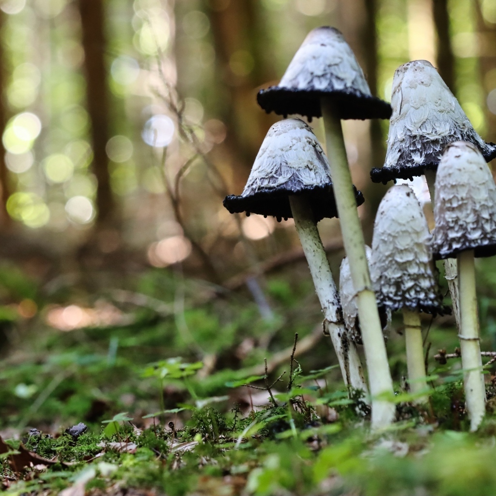 Грибы поганки растут в лесу