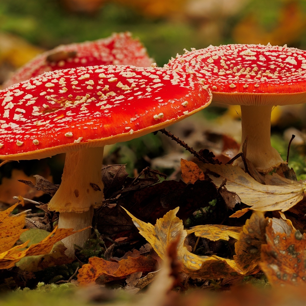 Два больших красных мухомора в желтых листьях
