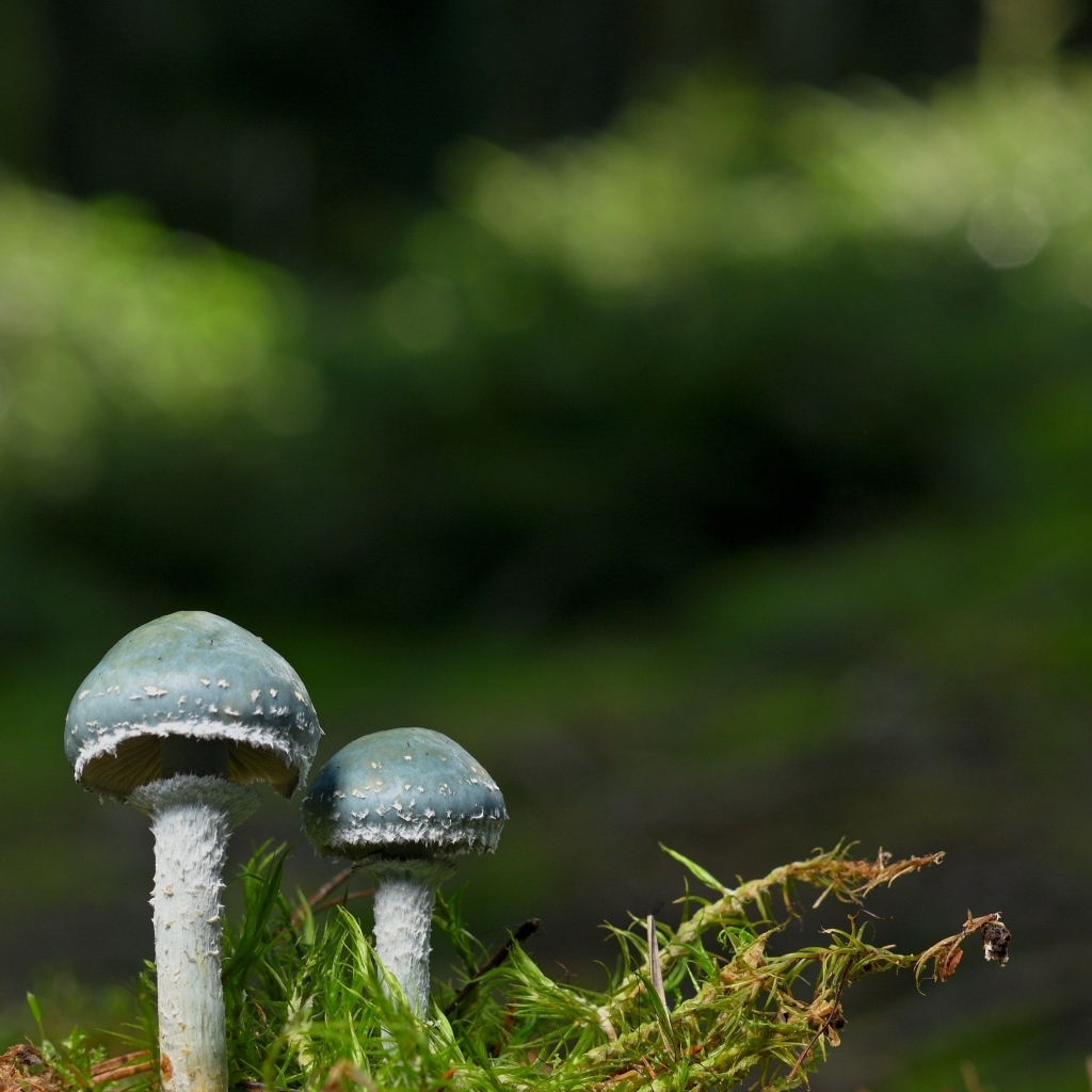 Два гриба и зеленый мох крупным планом