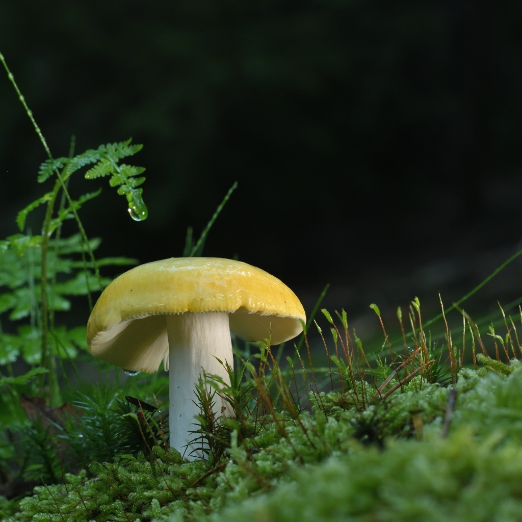 Желтый гриб растет на покрытой зеленым мхом земле