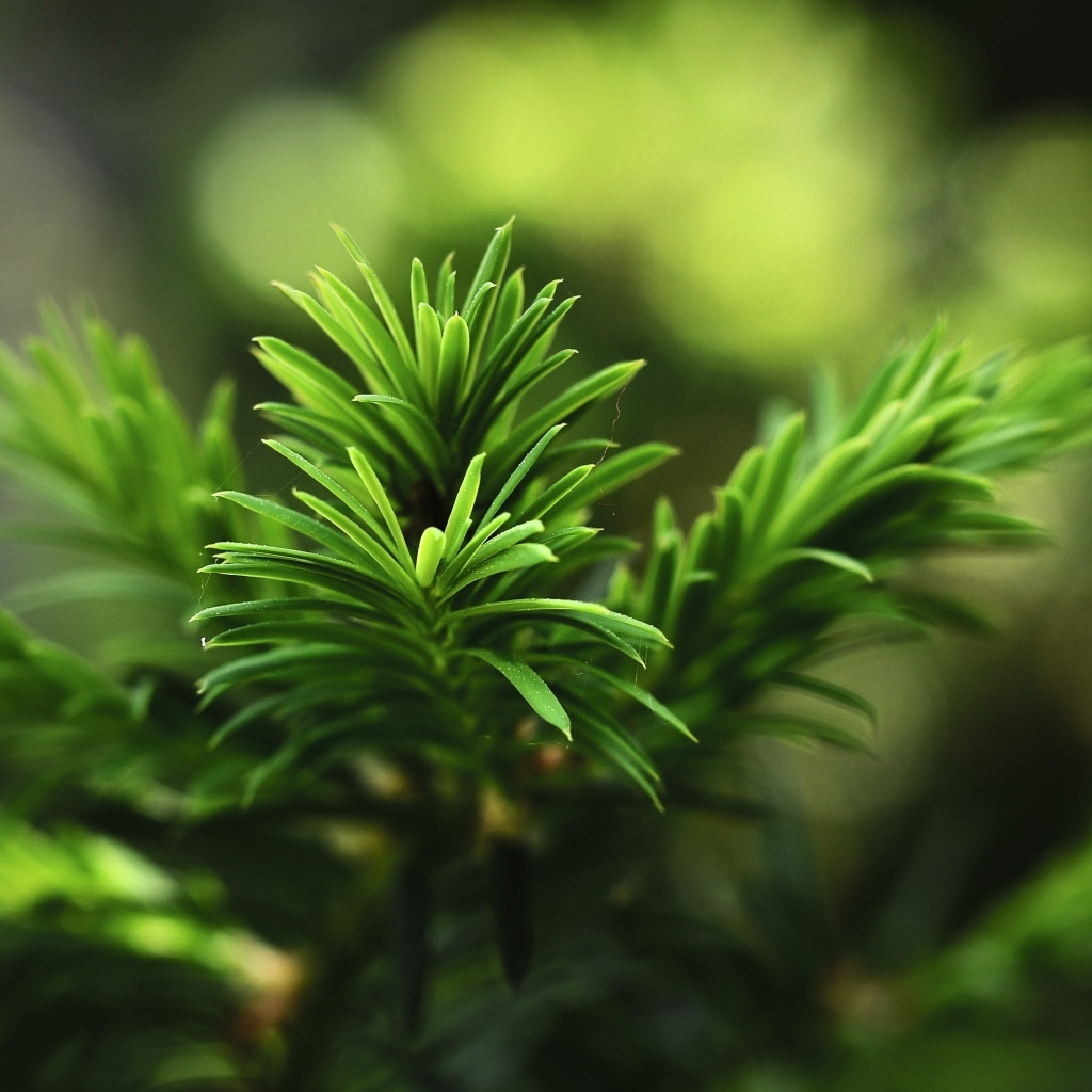 Нежная зеленая ветка молодой ели