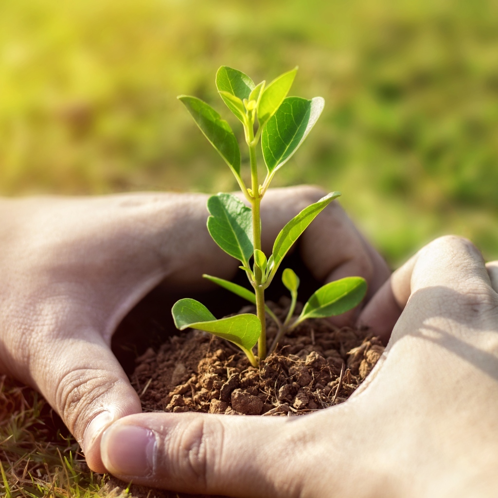 Зеленый росток пробивается из земли