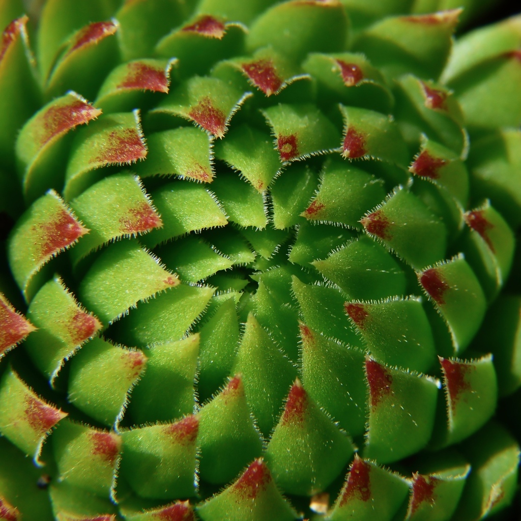 Красивый зеленый артишок крупным планом