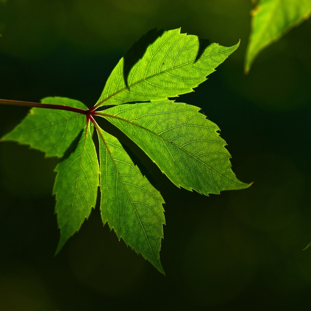 Красивый зеленый лист декоративного винограда