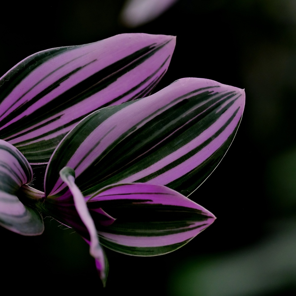 Красивые листья комнатного растения