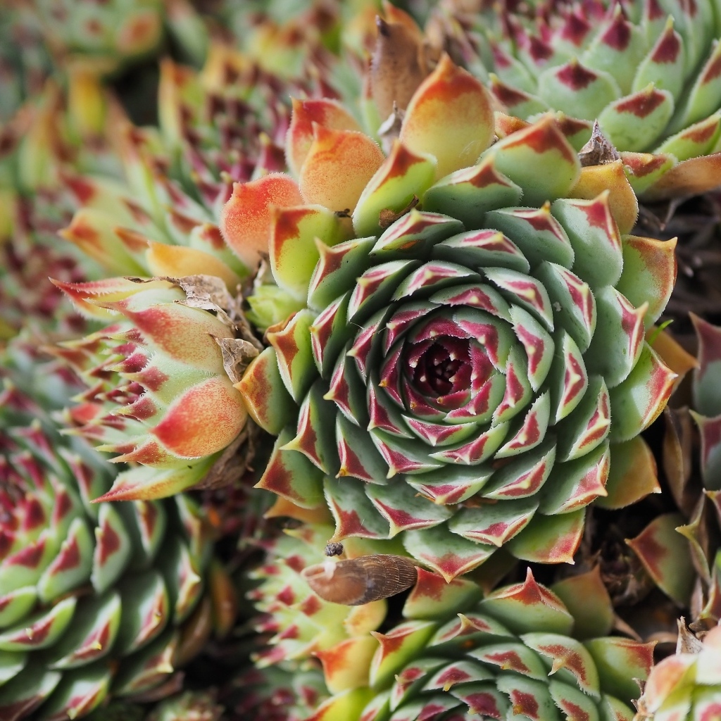 Красивое растение молодило