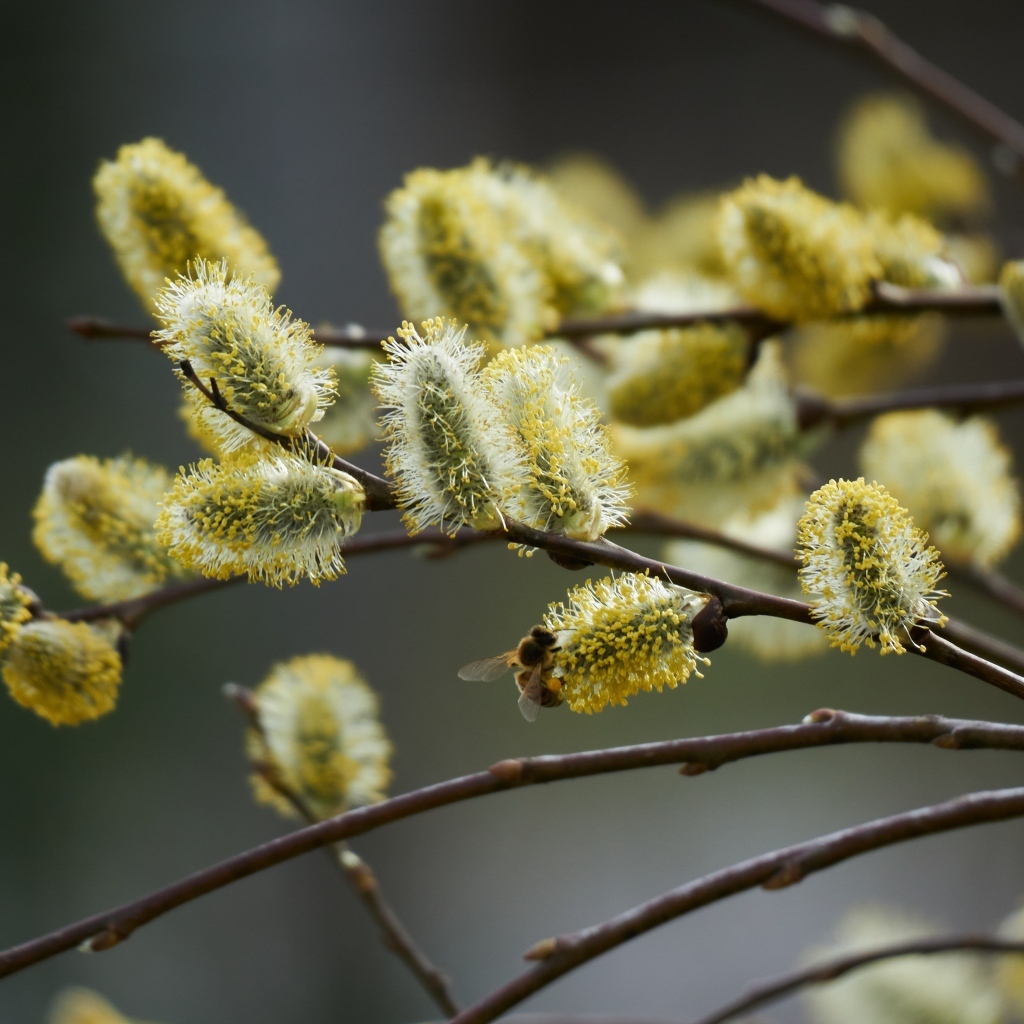 Красивые молодые ветки вербы весной