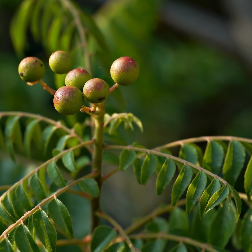 Ягода на ветке дерева с зелеными листьями