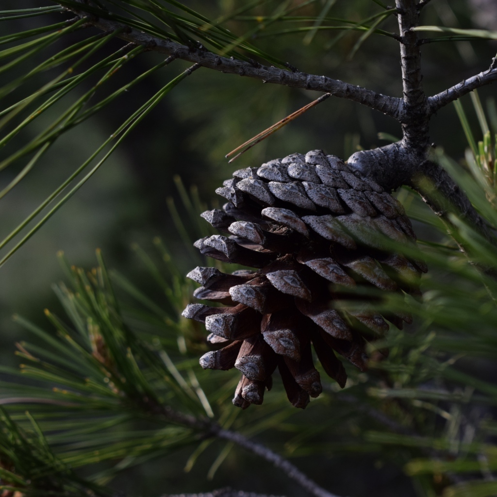 Большая черная шишка на ветке сосны