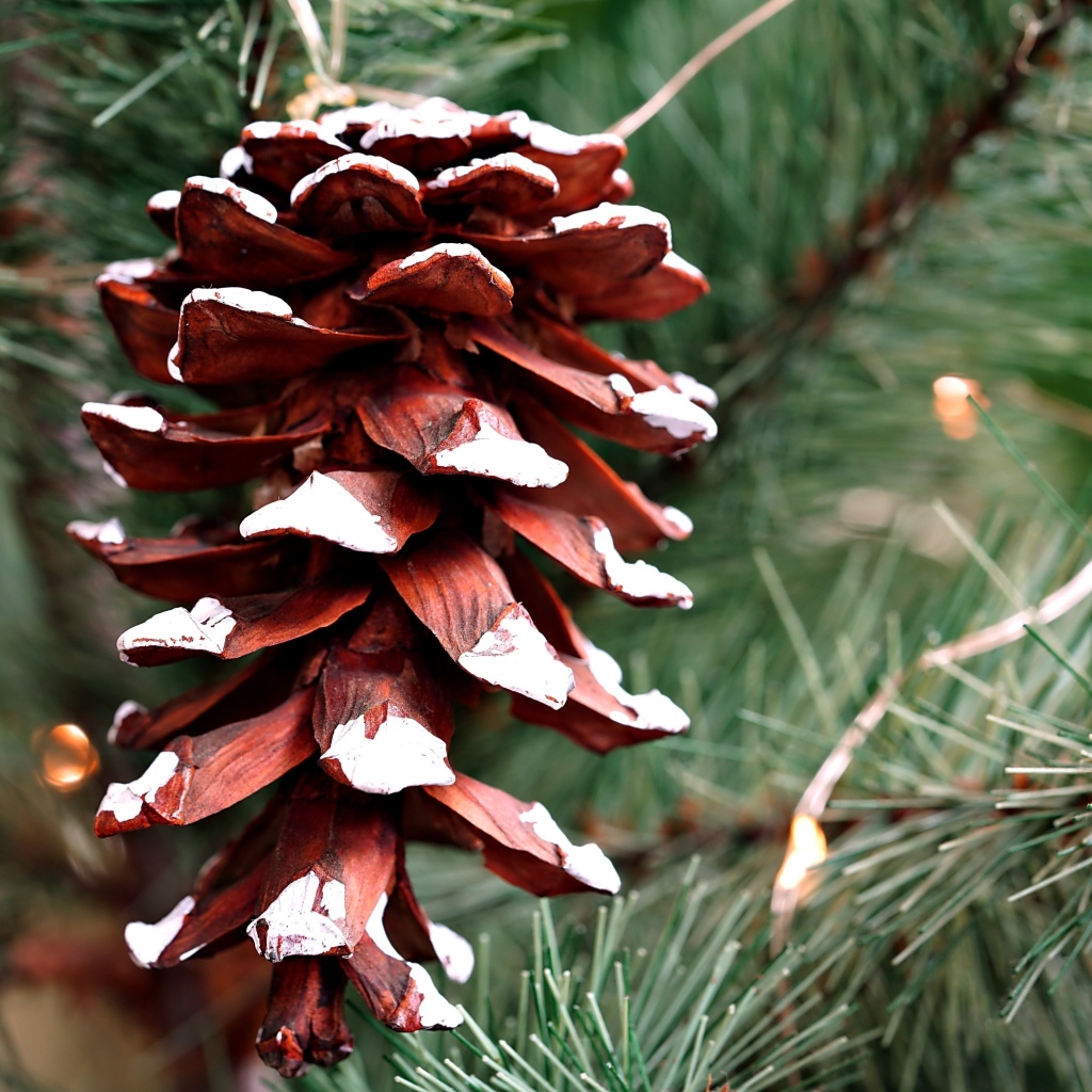 Большая коричневая шишка на еловой ветке