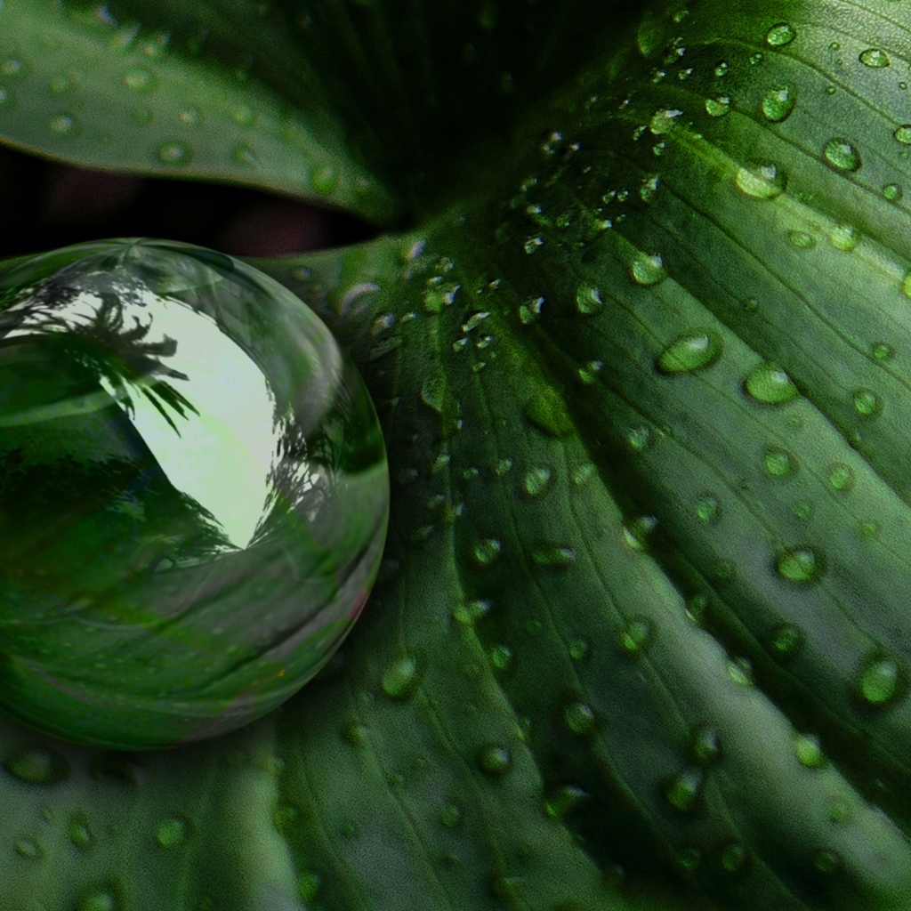 Большая капля на зеленом листке