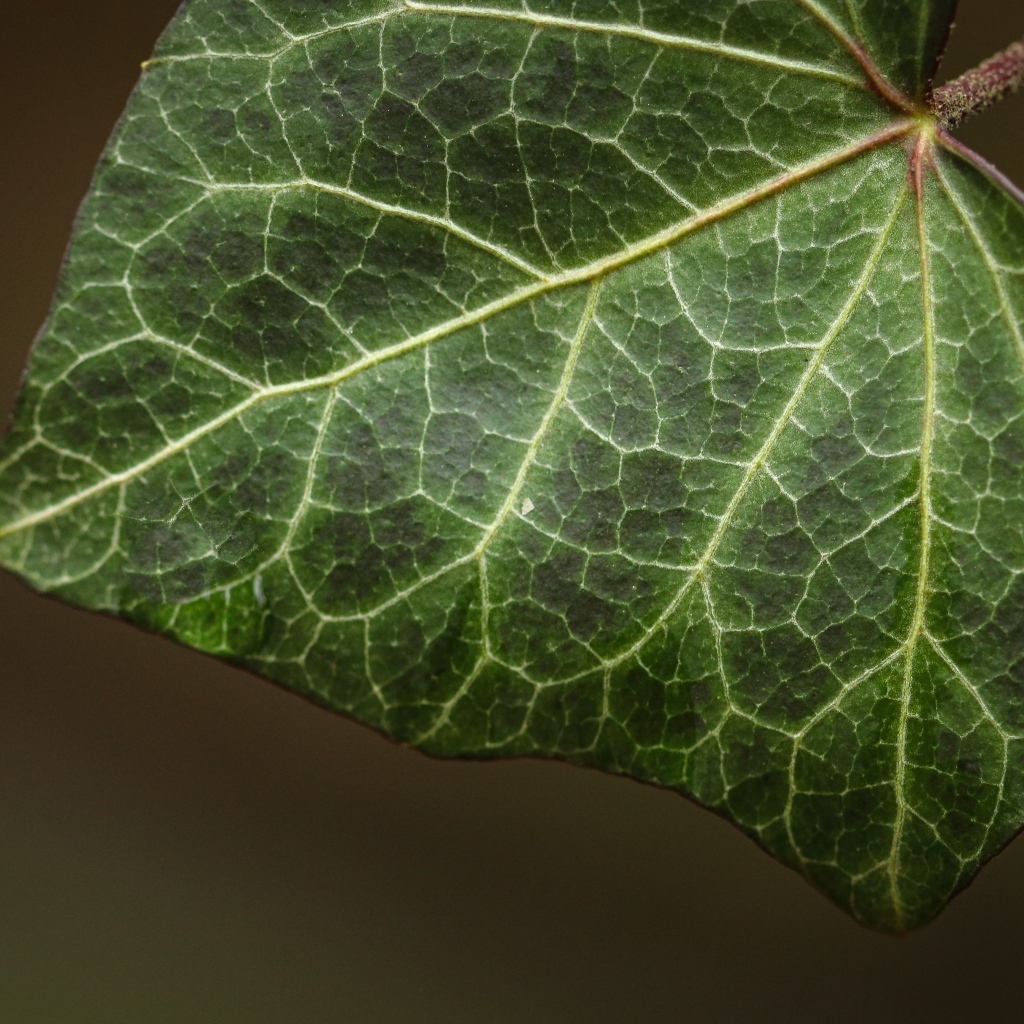 Большой зеленый лист плюща крупным планом