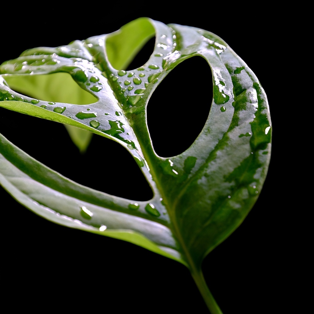 Большой мокрый зеленый лист на черном фоне