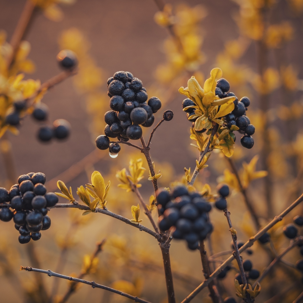 Черные ягоды на кусте