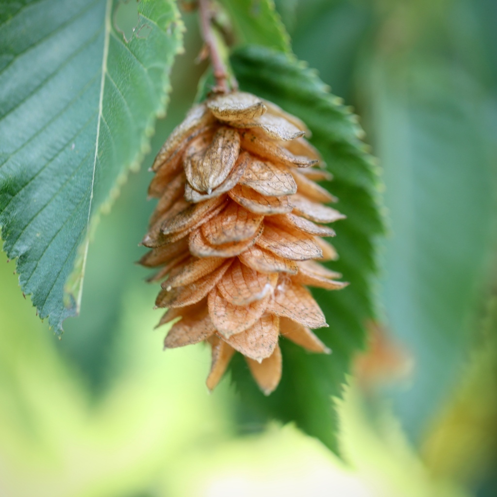 Шишка на ветке крупным планом