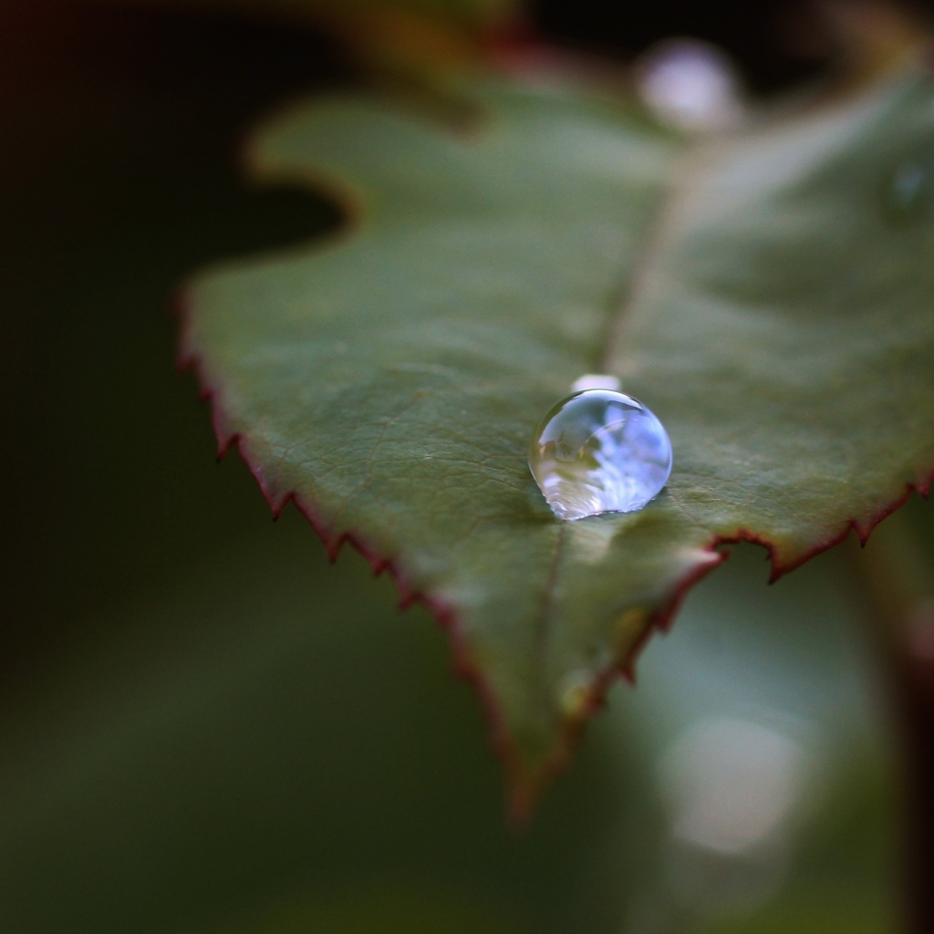 Капля росы на зеленом листе розы