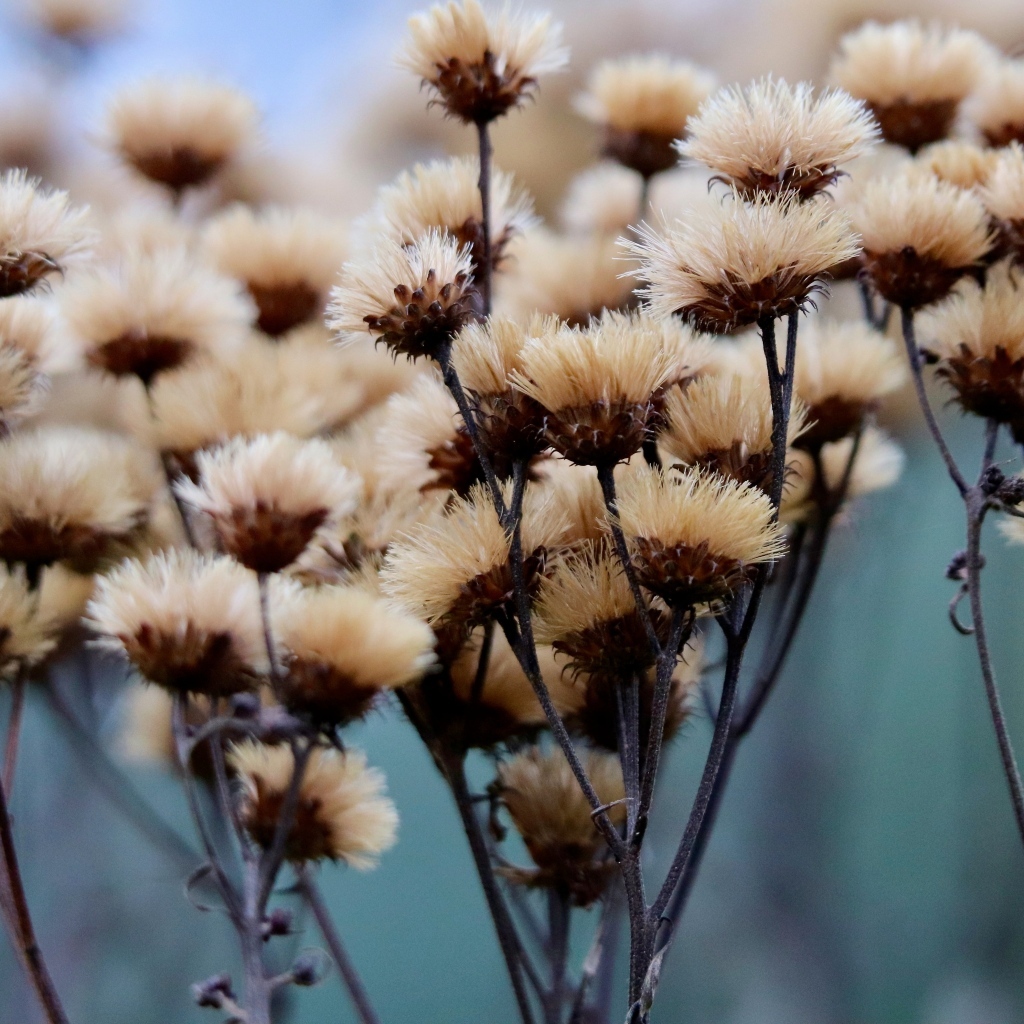 Сухоцвет крупным планом на поле