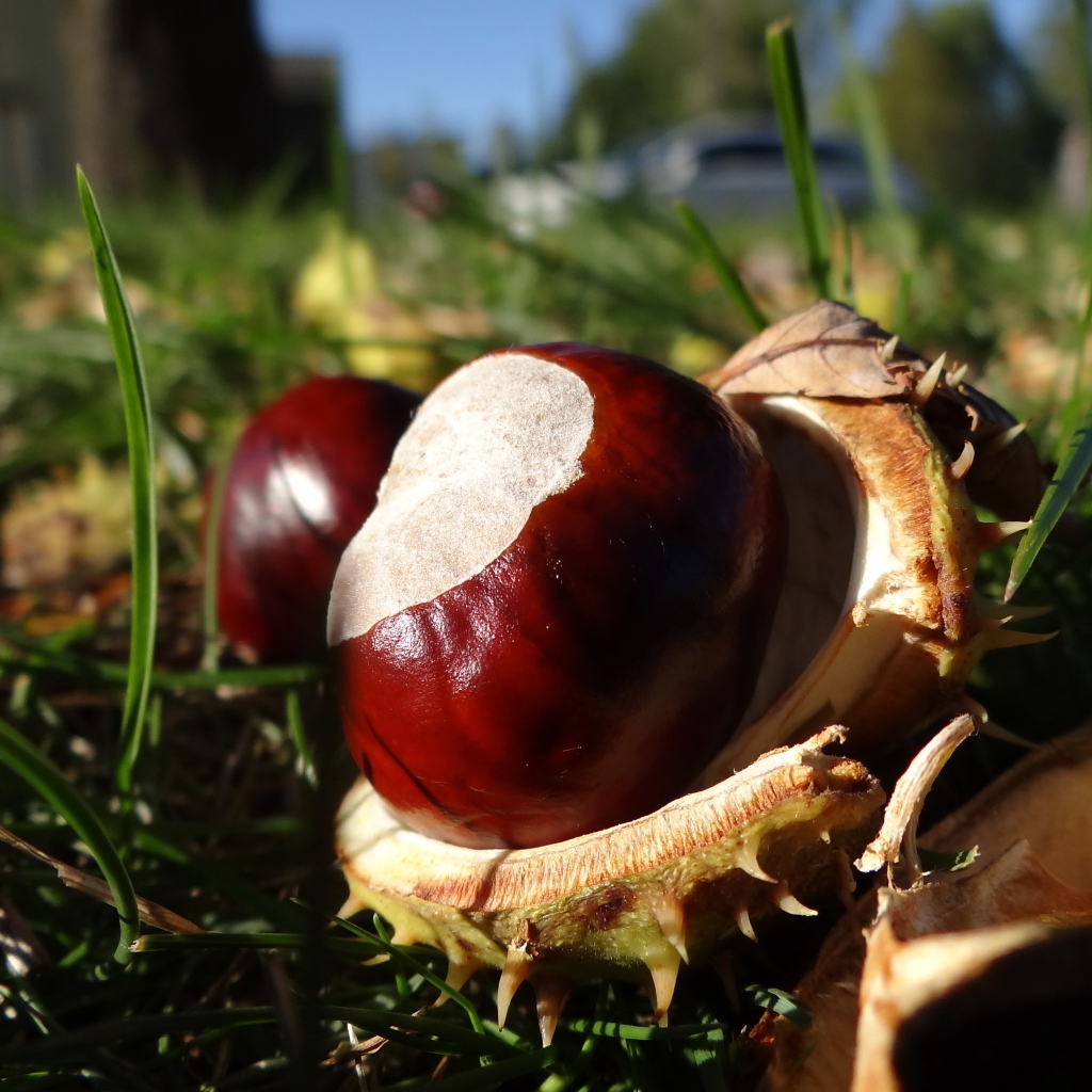 Опавшие каштаны лежат на траве