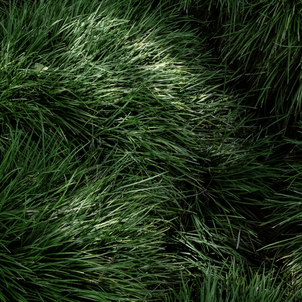 Пушистая зеленая трава крупным планом