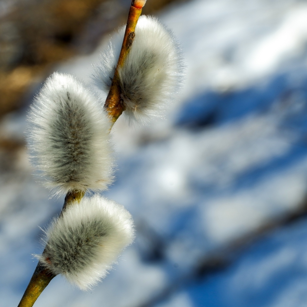 Пушистая веточка вербы крупным планом