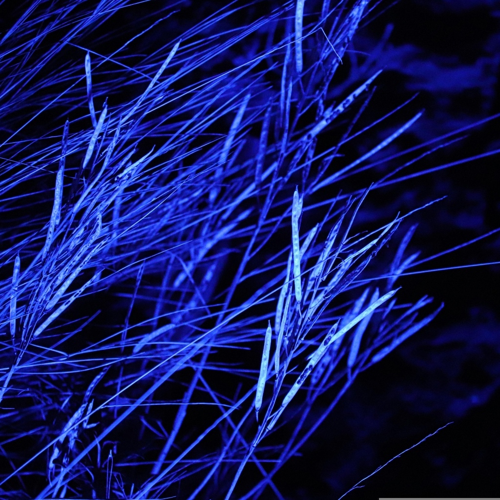 Трава в синем свете ночью 