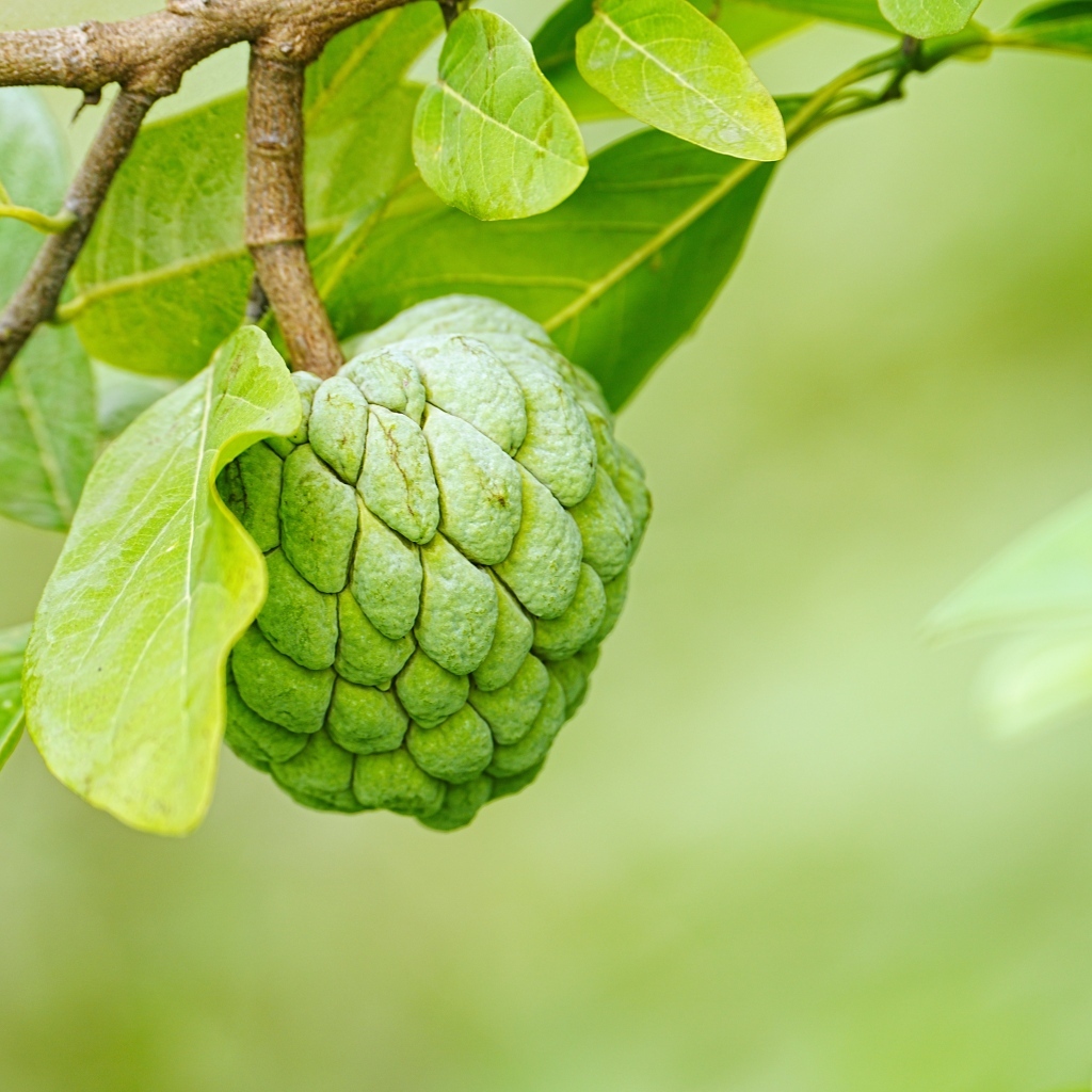 Зеленое адамово яблоко на ветке дерева