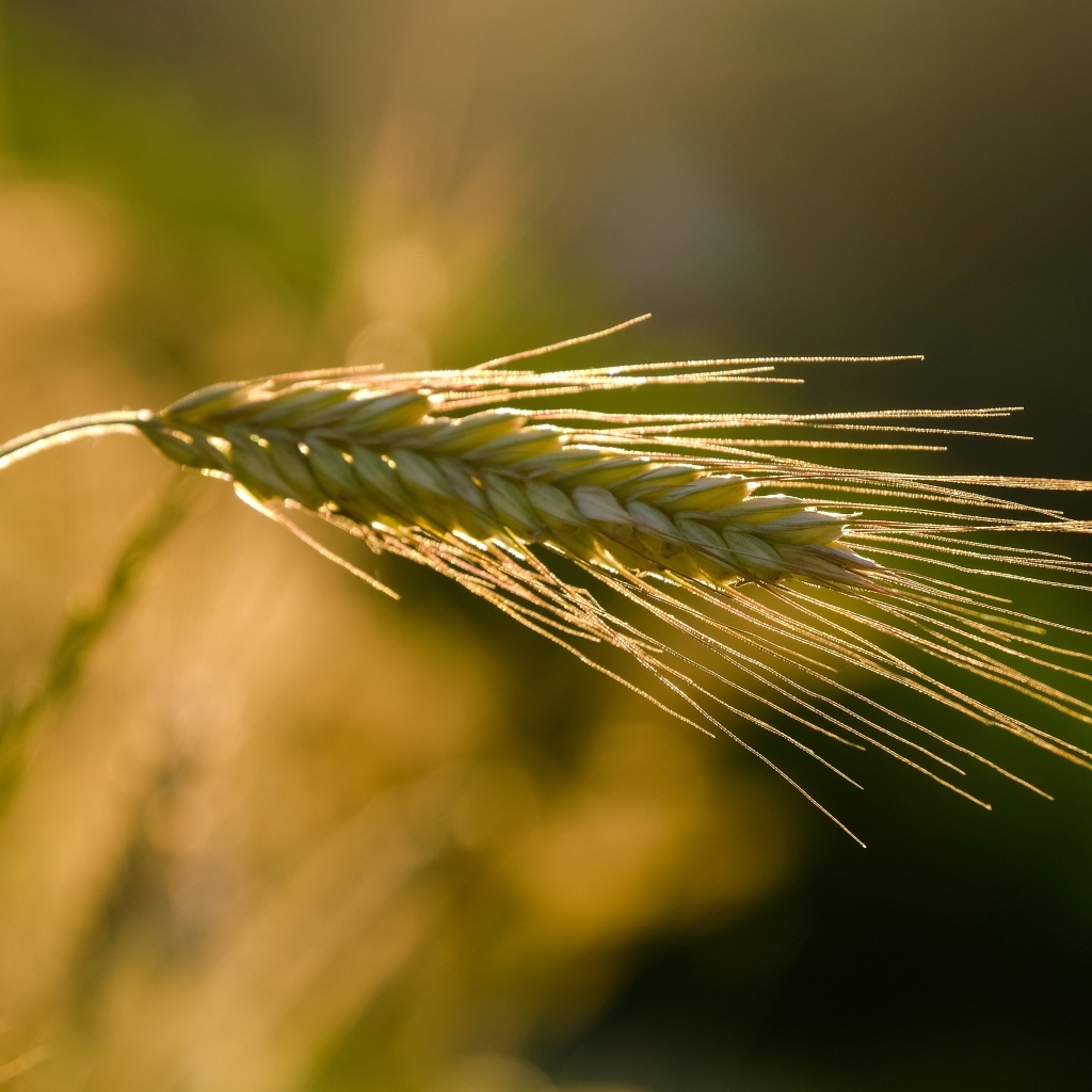 Зеленый колос пшеницы в лучах солнца