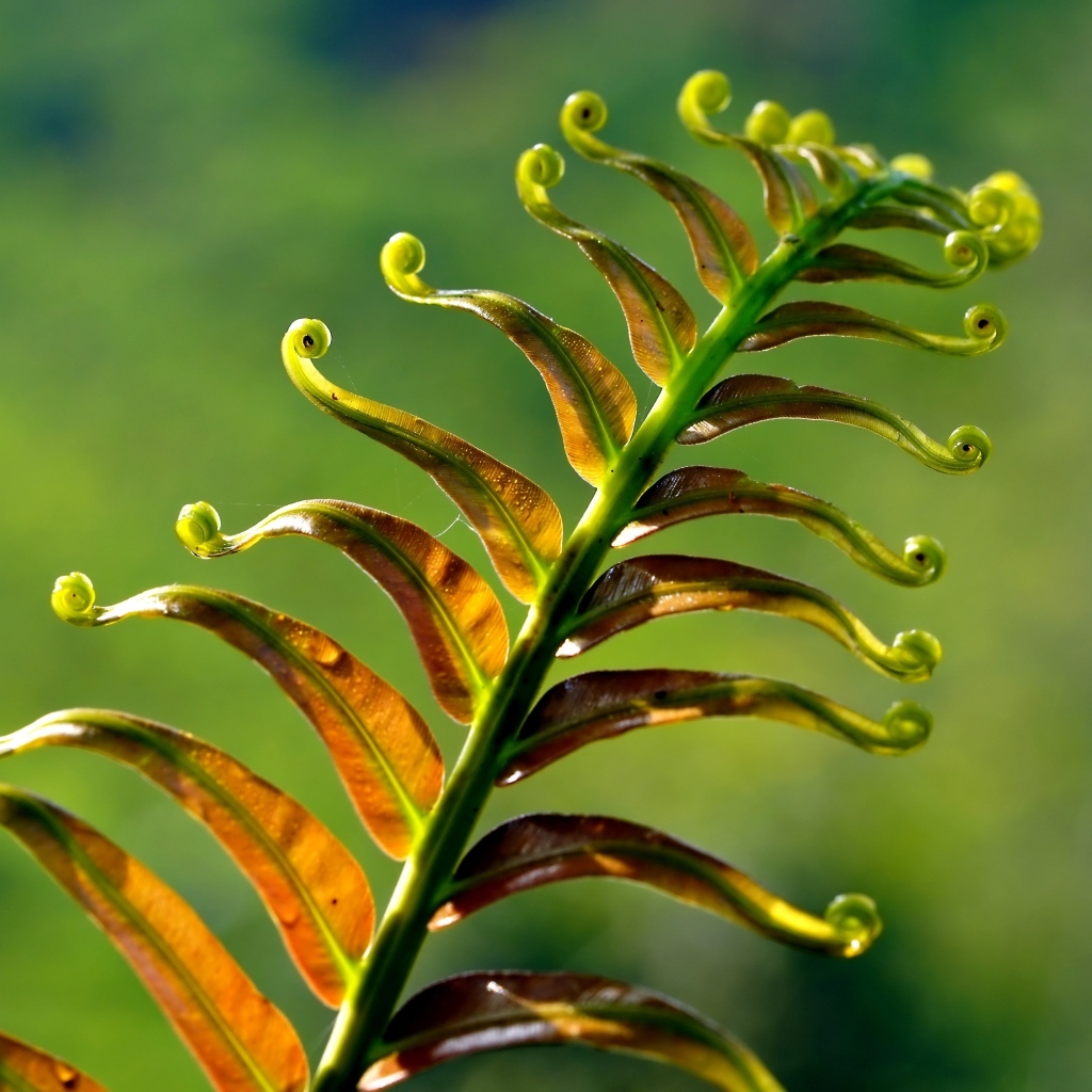 Зеленый лист папоротника крупным планом