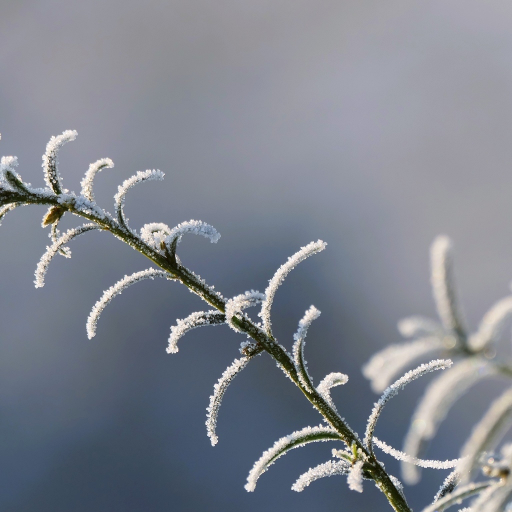Зеленая трава покрыта инеем крупным планом