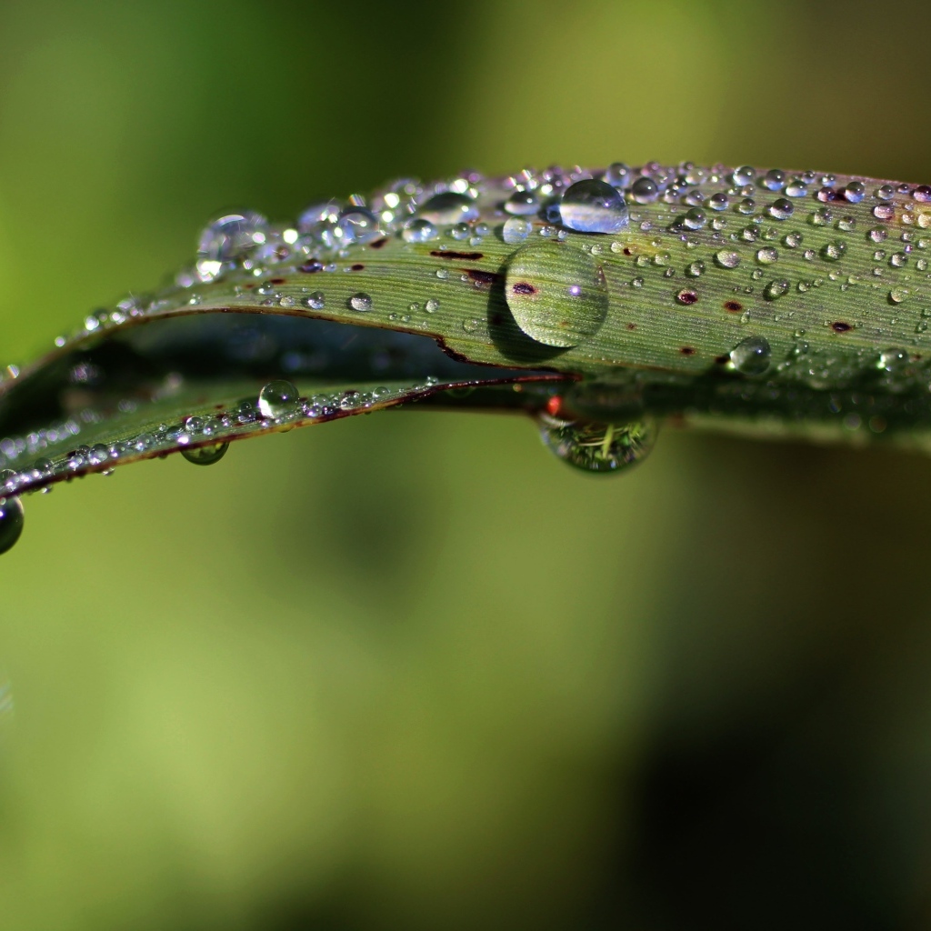 Зеленая трава в каплях дождя