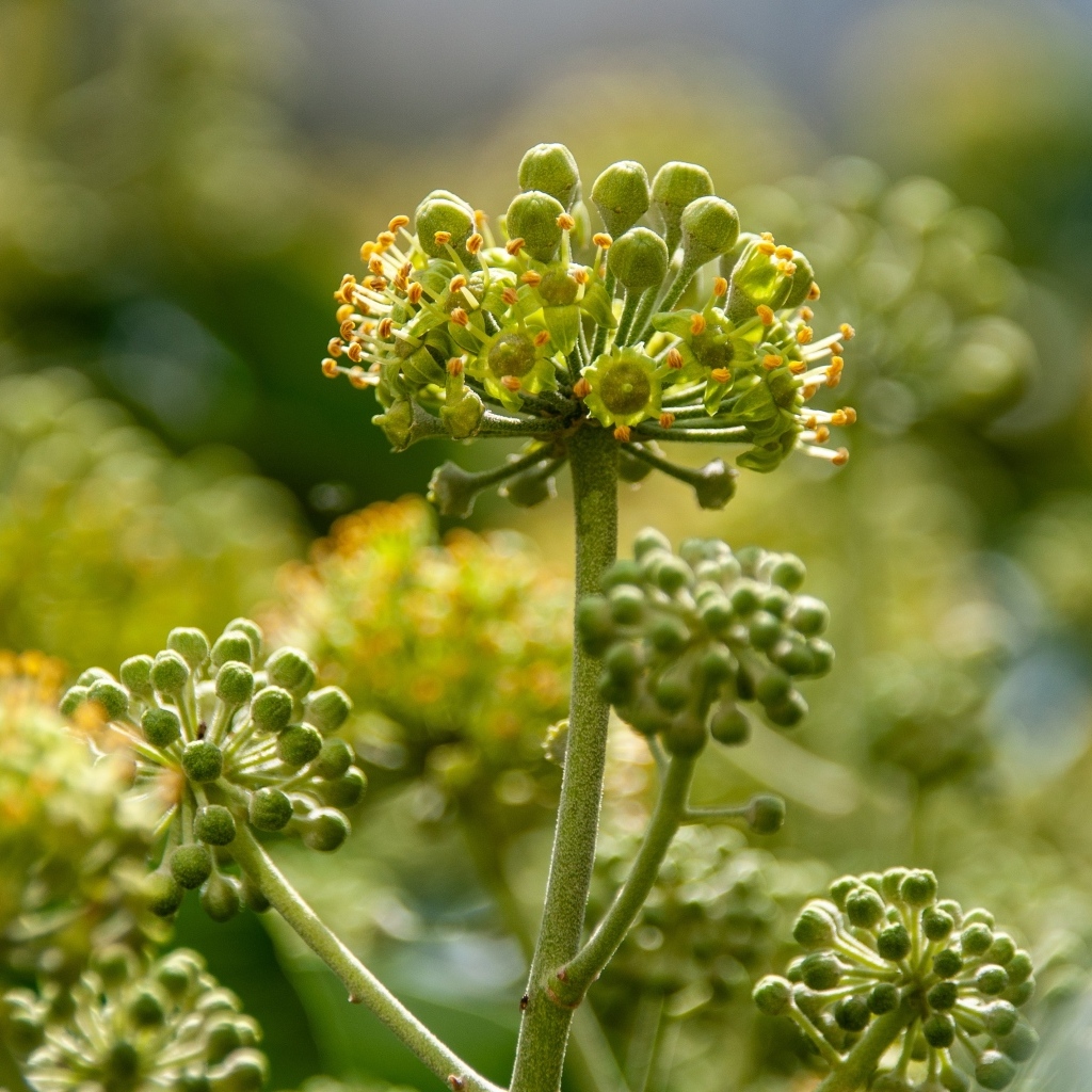 Зеленое растение борщевик