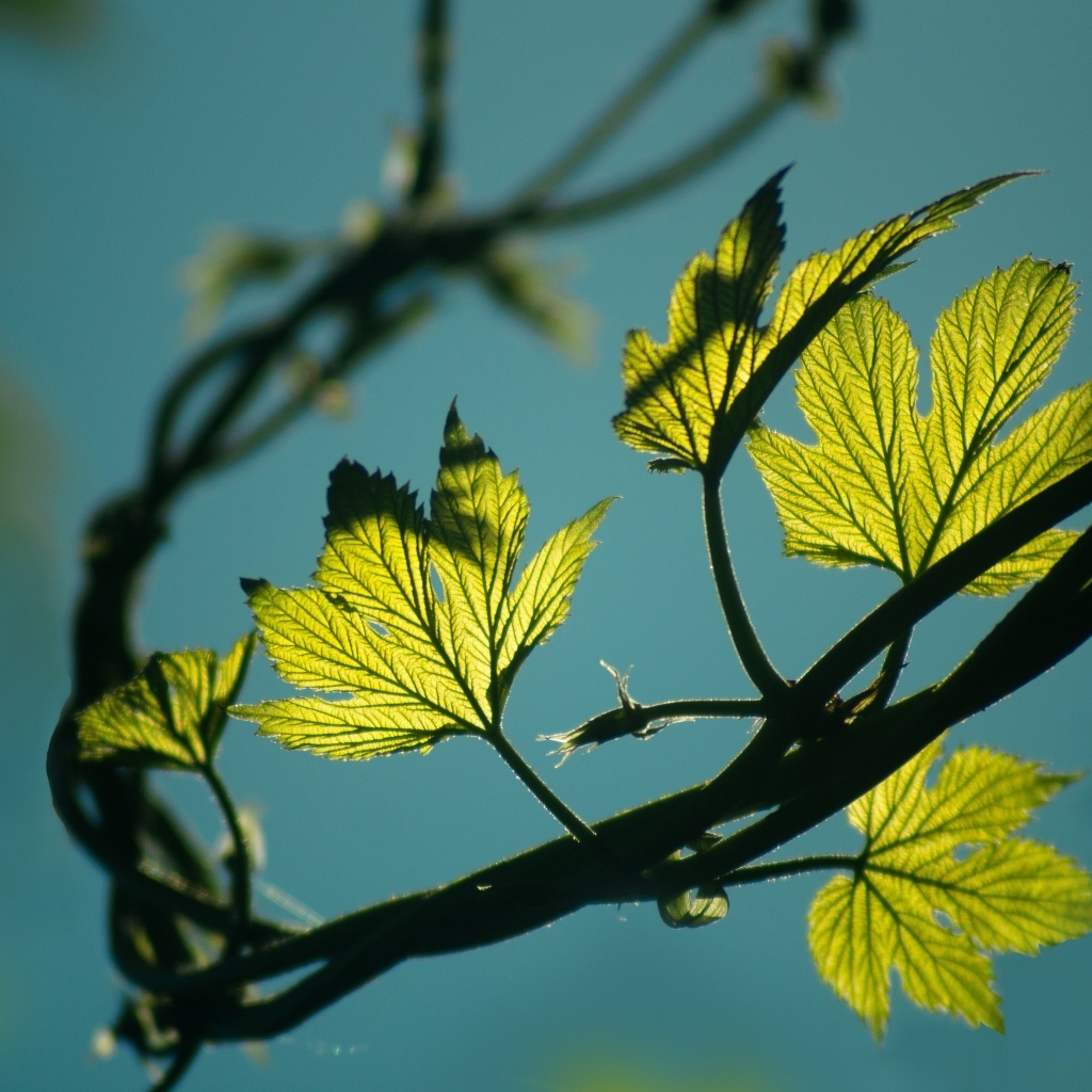 Зеленые листья хмеля в лучах солнца