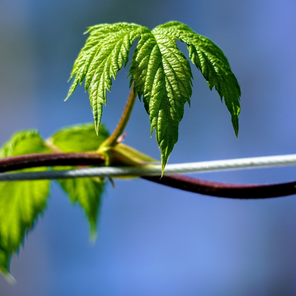 Зеленые листья хмеля на лозе